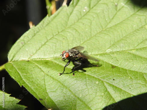 fly on leaf photo