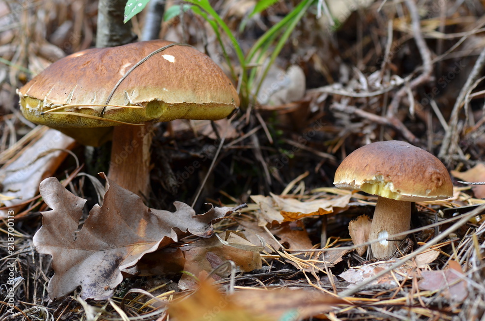 Fototapeta premium white mushroom in the forest in autumn