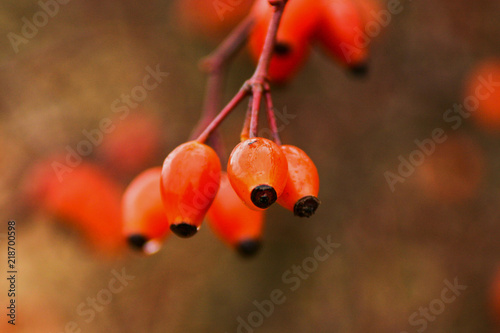 Hagebutten der Hundsrose (Rosa canina) mit Wassertropfen photo