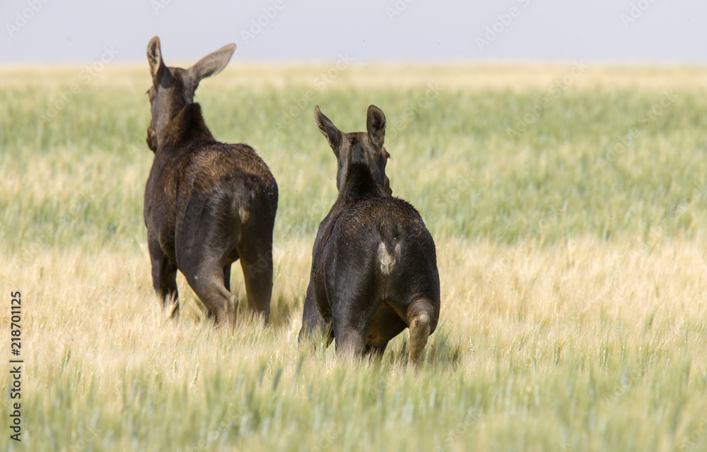 Prairie Moose Saskatchewan