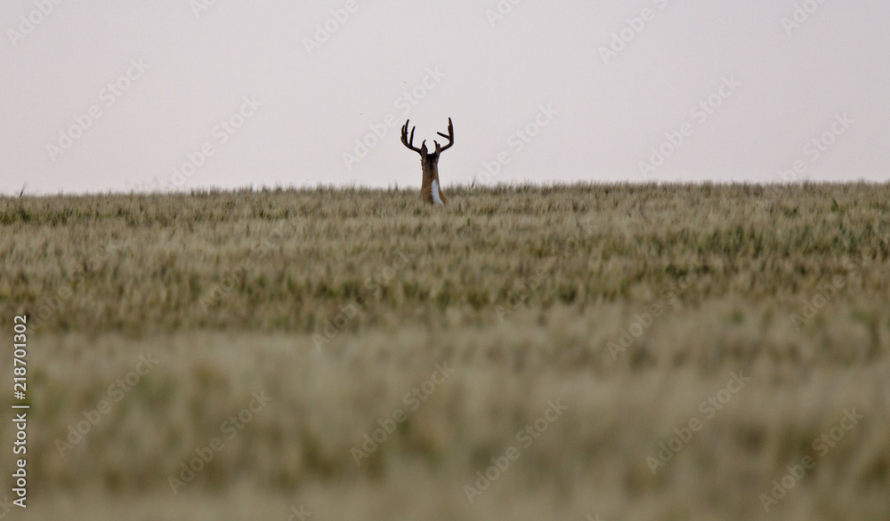 Prairie Mule Deer