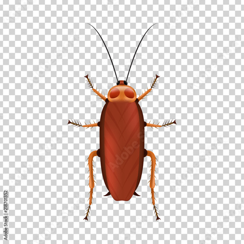 Vector realistic isolated cockroach for decoration and covering on the transparent background. Concept of insect danger and disinsection.