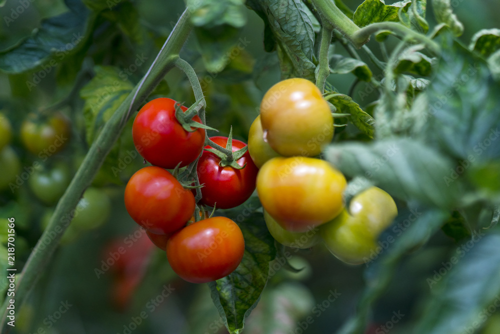 Tomatoes growing in greenhouse