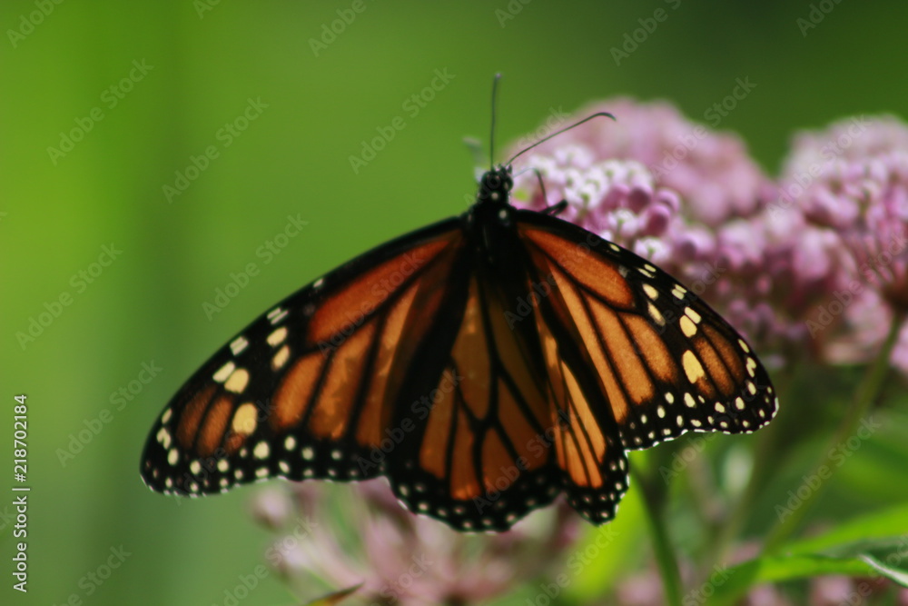 Obraz premium butterfly on flower