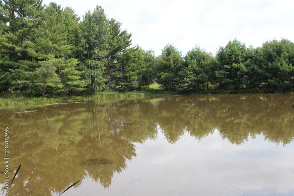 Fototapeta premium tree reflection