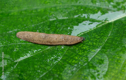 A Siamese slug on green leaf / Semperula siamensis