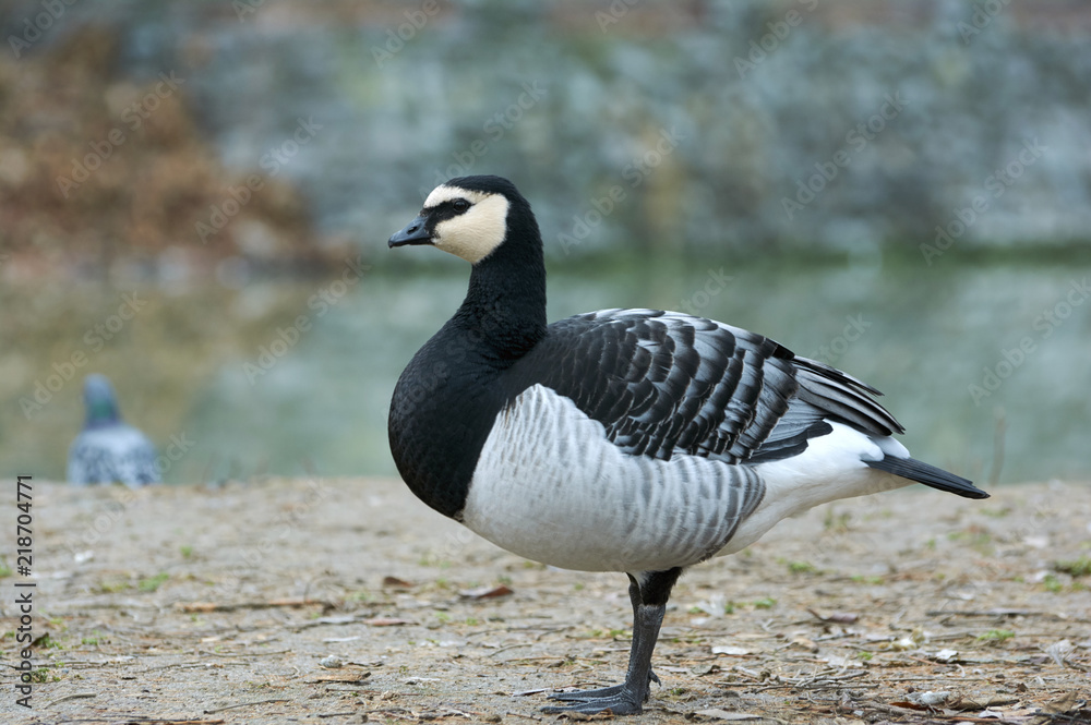 Barnacle Goose (Branta leucopsis) in near the pond. A bird in a park in autumn in Eastern Europe Ukraine. Bird watching in the city. Barnacle Goose (Branta leucopsis) in near the pond. A bird in a park in autumn in Eastern Europe Ukraine. Bird watching in the city.
