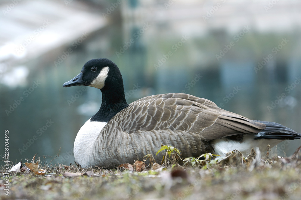 Canadian goose or Branta restingn in  near the pond. A bird in a park in autumn in Eastern Europe Ukraine.  Bird watching in the city