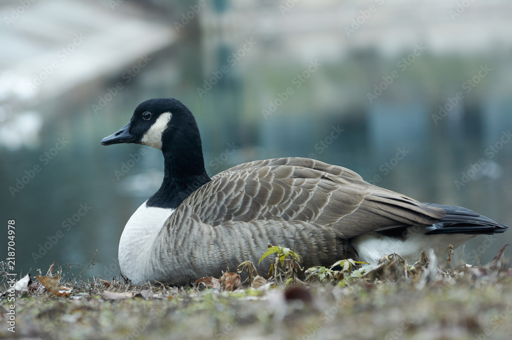 Canadian goose or Branta restingn in near the pond. A bird in a park in autumn in Eastern Europe Ukraine. Bird watching in the city Canadian goose or Branta restingn in near the pond. A bird in a park in autumn in Eastern Europe Ukraine. Bird watching in the city