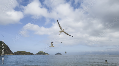 Nice to watch the solitary flight of seagulls  enjoy your freedom  walking on the beach of Itaipu  in Niter  i  Rio de Janeiro.