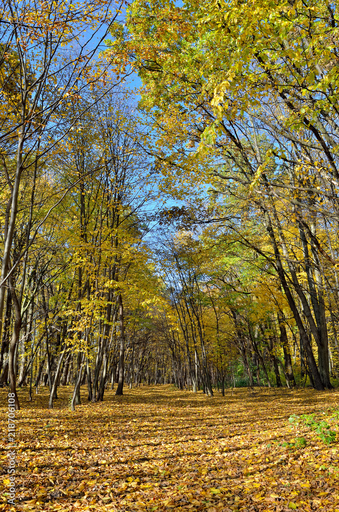 Yellow and red leaves on trees in autumn park