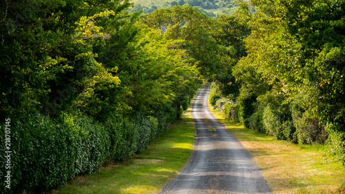 single lane road in Ireland with green trees framing the view