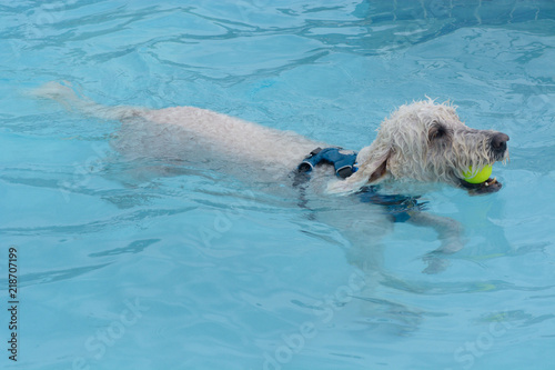White labradoodle dog with tennis ball in mouth swimming in swimming pool
