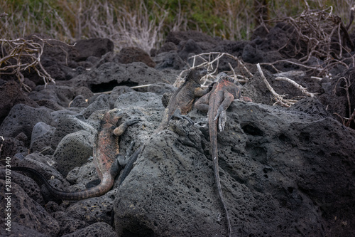 Three iguanas in Tortuga Bay Beach