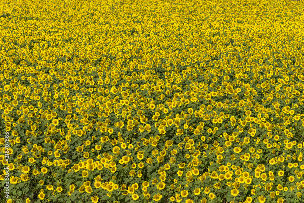 Obraz premium 北竜町のひまわり畑