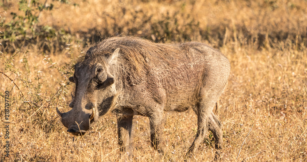 Warthog in close up in the Kruger park in south africa. Warthog in close up in the Kruger park in south africa.