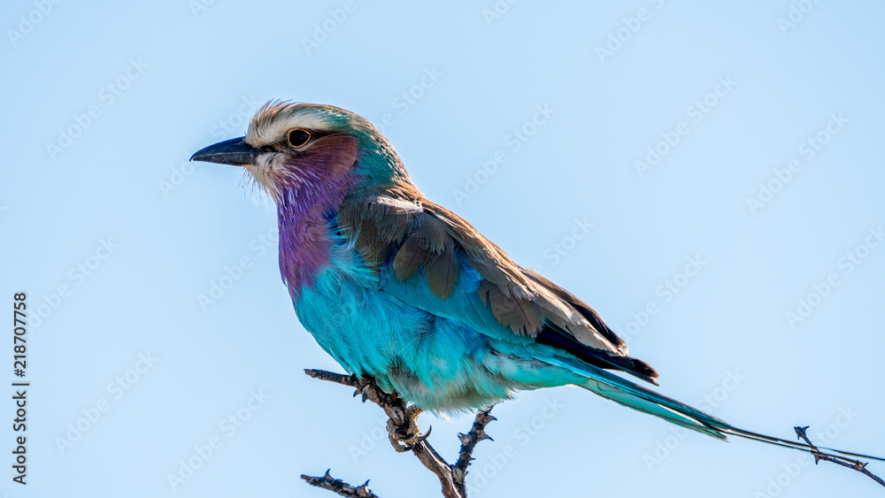 Fototapeta premium a liac breasted roller on a tree limb