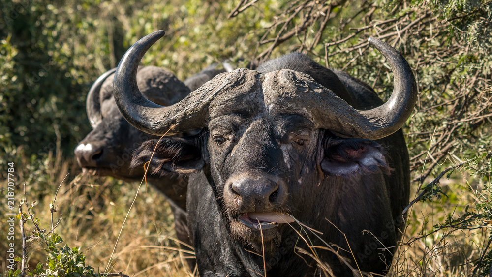 close up of a dangerous Cape Buffalo in Kruger park. close up of a dangerous Cape Buffalo in Kruger park.