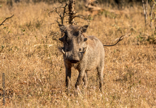Canvas Print Warthog in close up in the Kruger park in south africa.