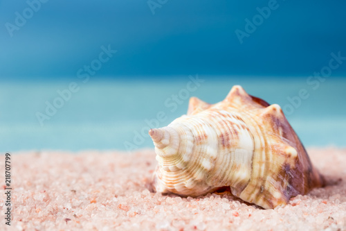 Sea shell on the beach over seascape background