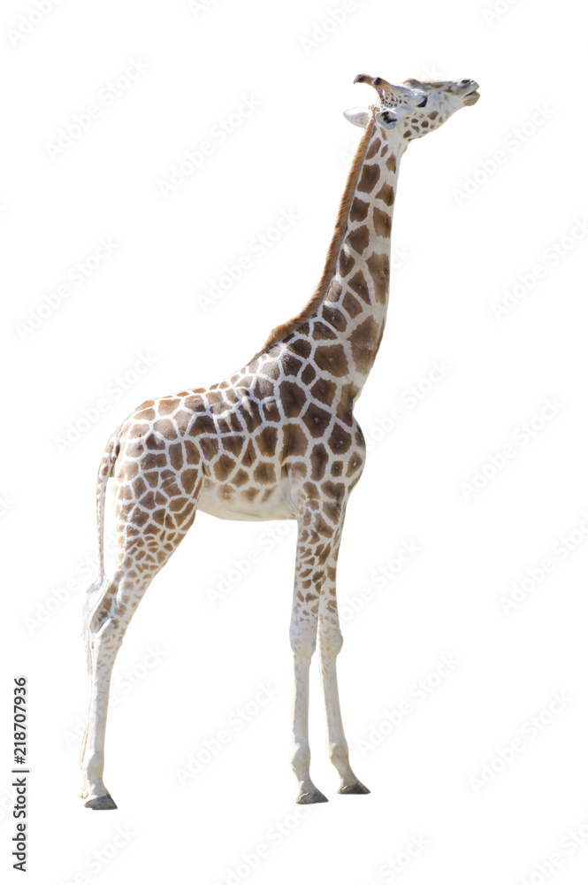 Obraz premium Young Girafe in full body isolated on white background