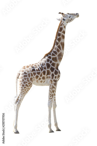 Young Girafe in full body isolated on white background