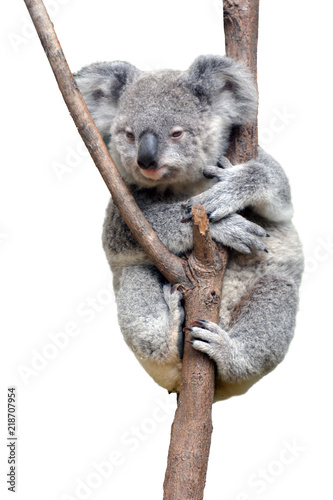 Baby cub Koala isolated on white background