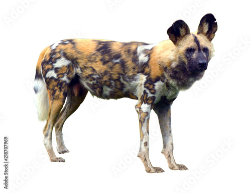 Obraz na płótnie African wild dog isolated on white background w salonie