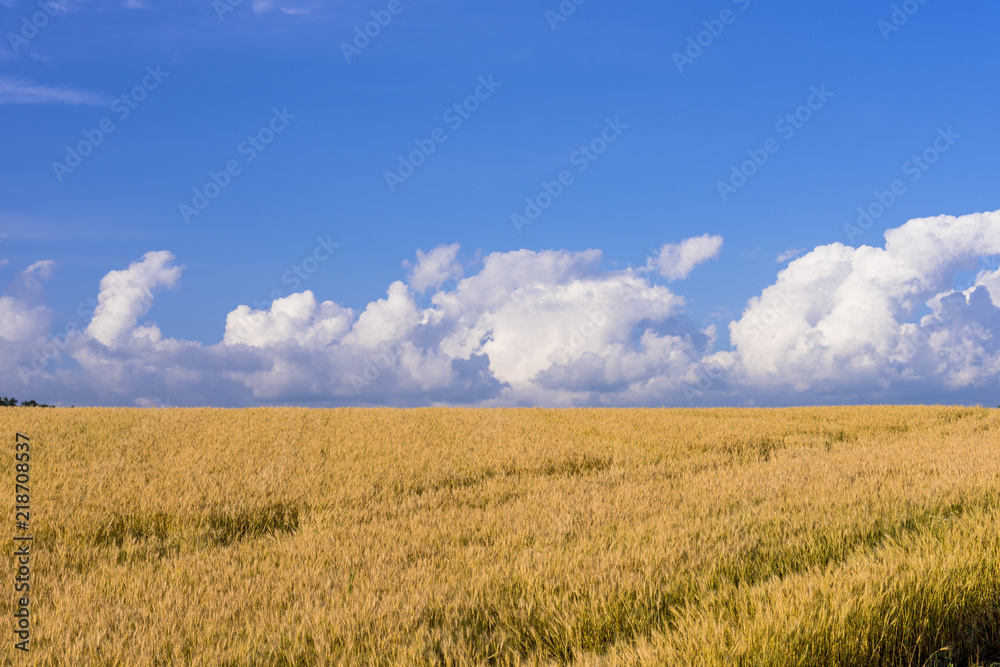 丘の町・美瑛の麦畑