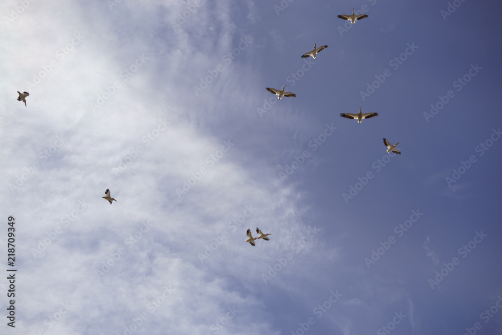 Fototapeta premium American White Pelican Squadron in Flight