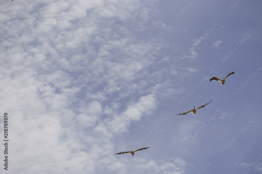Fototapeta premium Three Pelicans Flying
