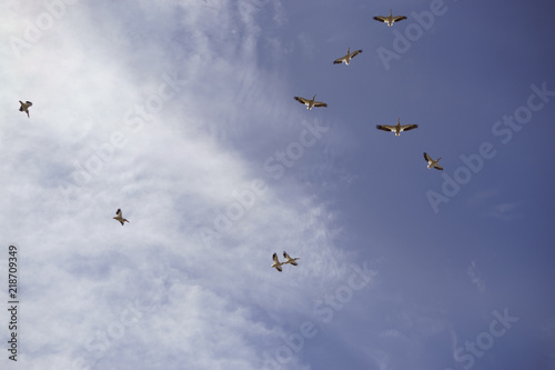 American White Pelican Squadron in Flight
