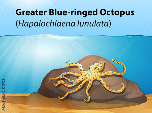 Greater blue ringed octopus
