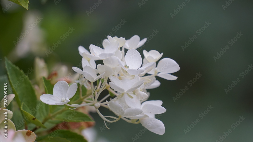 Fototapeta premium White flower