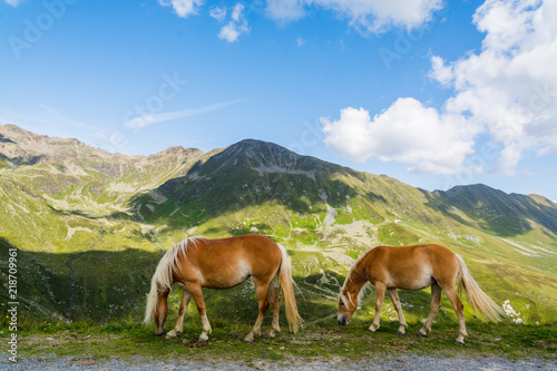 Two palomino horses browsing with mountains and sky in the backgroud
