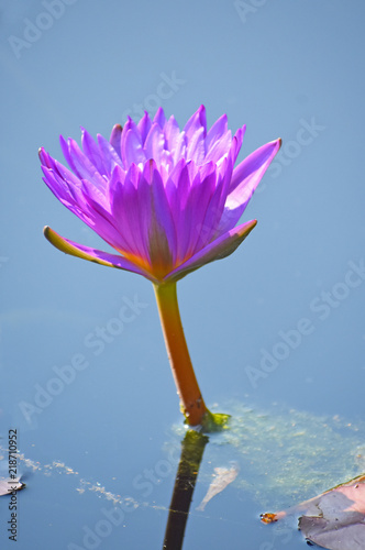 Purple LIlly Pad Flower