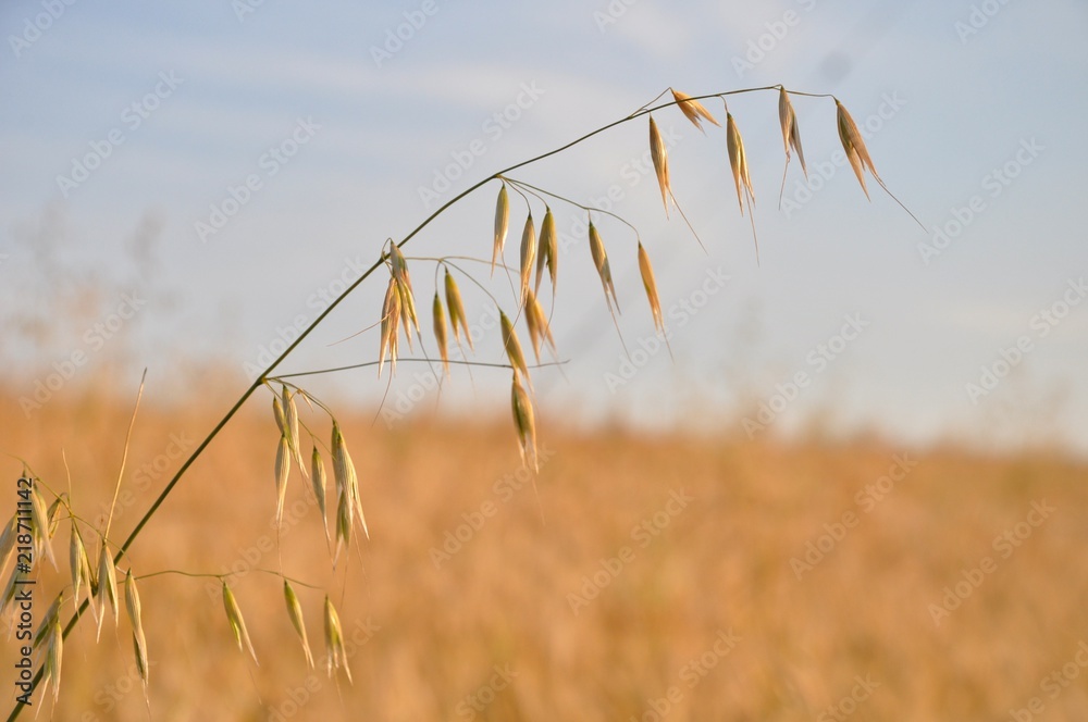 Fototapeta premium Oat field in south of brazil