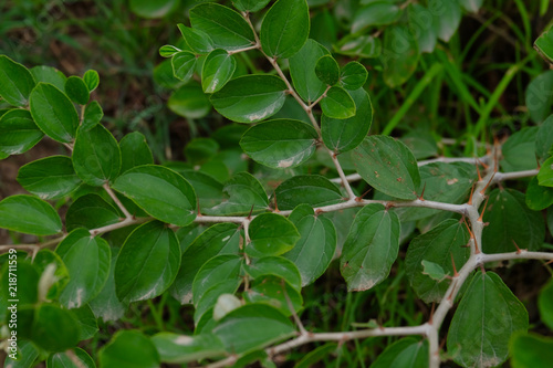 Thorny jujube plant branch