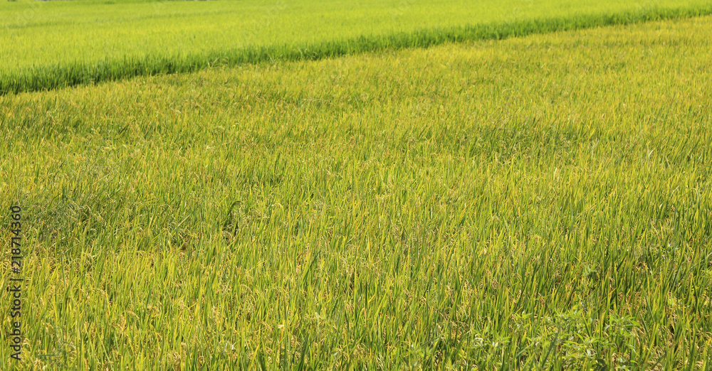 The rice-producing landscape.