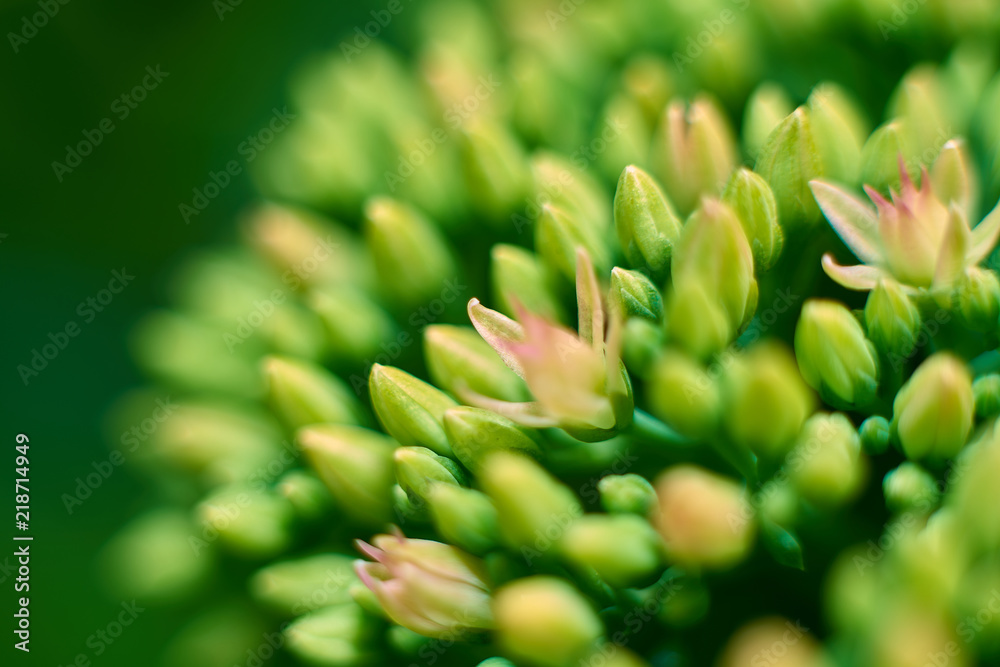Beautiful flowers macro buds Beautiful flowers macro buds