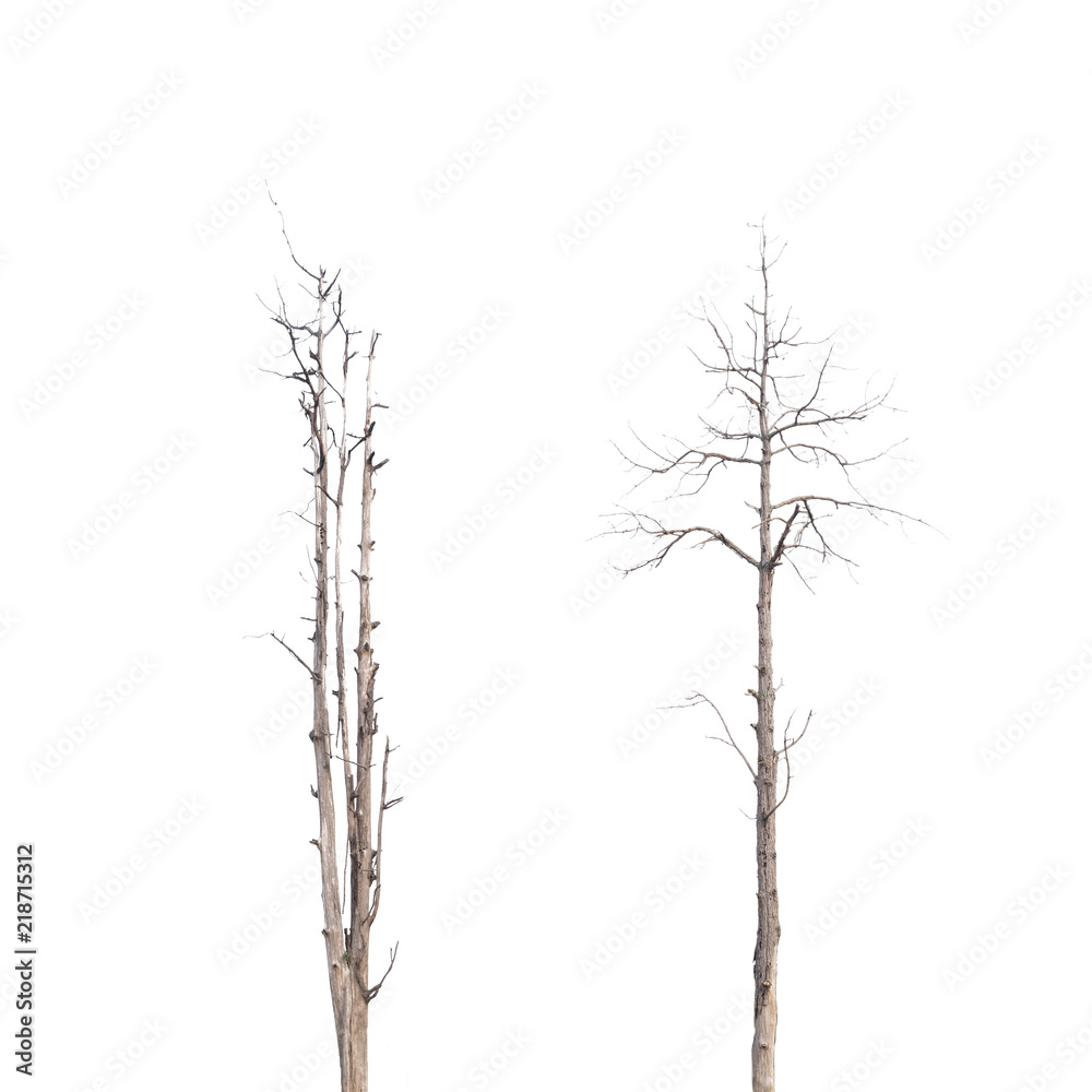 Obraz premium Tree isolated on white background with clipping path.