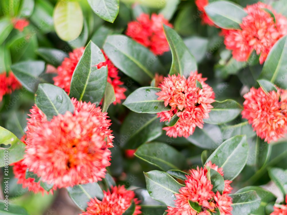 flowers and green nature background closeup leaf blurred greenery in garden with copy space using as background natural green plants landscape ecology fresh wallpaper hipster concept flowers and green nature background closeup leaf blurred greenery in garden with copy space using as background natural green plants landscape ecology fresh wallpaper hipster concept