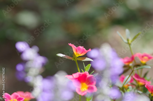 ポーチュラカの花