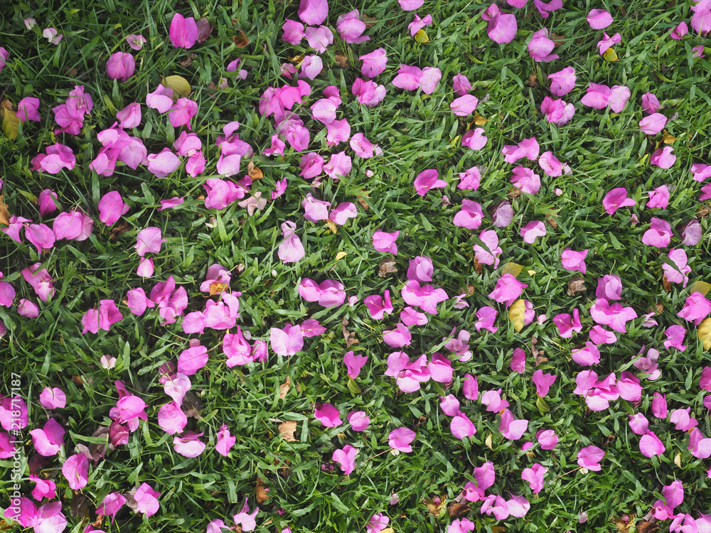 Naklejka premium Pink Bougainvillea flower dropped