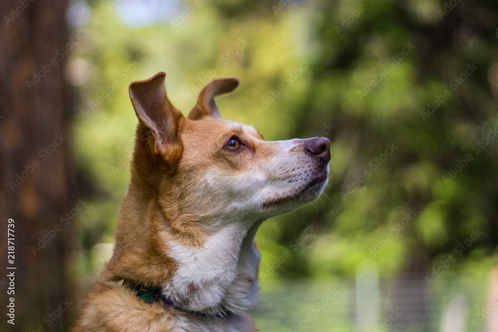Texas Heeler (Australian Shepherd and Red Heeler Mix) Staring Outside in the Trees Texas Heeler (Australian Shepherd and Red Heeler Mix) Staring Outside in the Trees