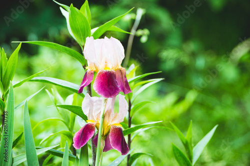 Fototapeta Naklejka Na Ścianę i Meble -  Iris flower blooming in the garden. Shallow depth of field.