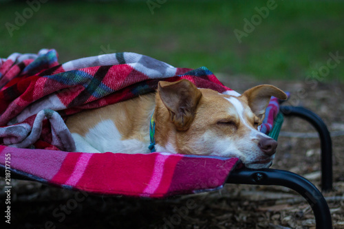 Fototapeta Naklejka Na Ścianę i Meble -  Australian Shepherd Red Heeler Mix sleeps outside on a cot under a blanket
