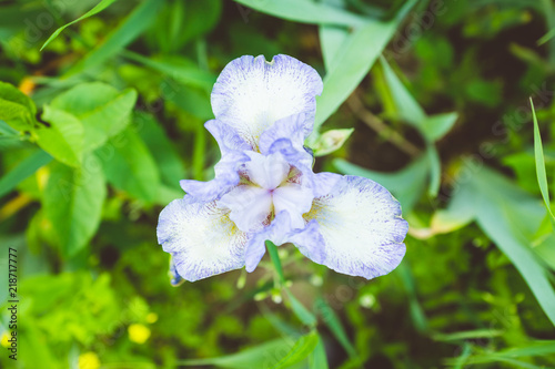 Iris flower blooming in the garden. Shallow depth of field.
