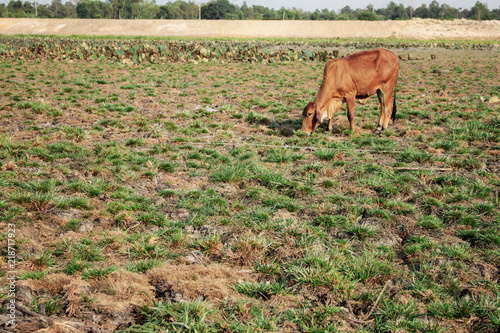 Dry grass and cow on field.