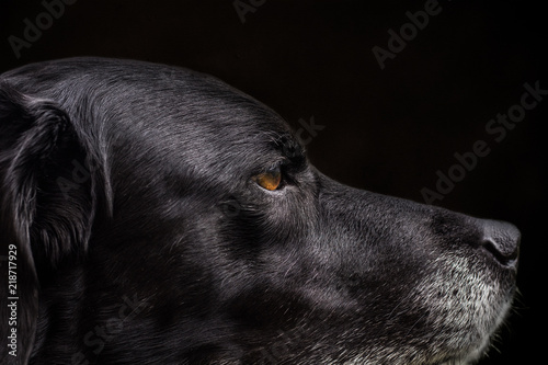 Labrador Headshot on a Plain Black Backgroun